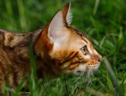 Оновлення формули кормів Monge для котів